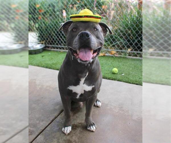 Medium Photo #3 American Pit Bull Terrier-Unknown Mix Puppy For Sale in Chula Vista, CA, USA