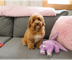 Small #10 Goldendoodle mix (+ Poodle Miniature)