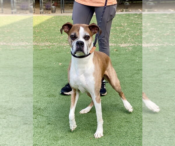 Medium Photo #3 Boxer Puppy For Sale in Austin, TX, USA
