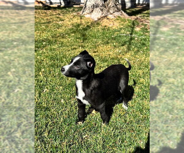 Medium Photo #6 Mutt Puppy For Sale in Sandy, UT, USA