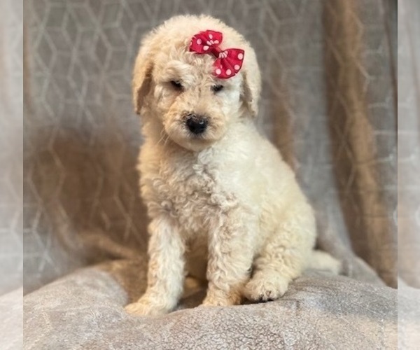 Medium Photo #1 Poodle (Standard) Puppy For Sale in LAKELAND, FL, USA