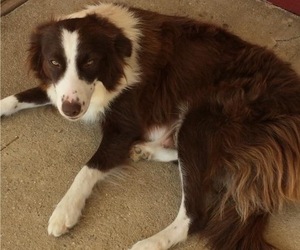 Mother of the Border Collie puppies born on 02/20/2022