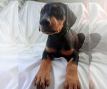 Small #3 Doberman Pinscher