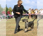 Small Photo #1 Schnauzer (Giant) Puppy For Sale in Hatvan, Heves, Hungary