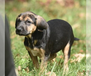 Travis - Male Australian Shepherd-Unknown Mix Dog for Adoption - Photo #11