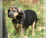 Small Photo #11 Australian Shepherd-Unknown Mix Puppy For Sale in Mechanicsburg, PA, USA