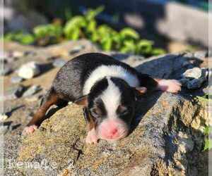 Miniature Australian Shepherd Puppy for sale in SANDOWN, NH, USA