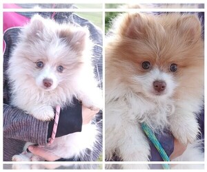 Pomeranian Litter for sale in MOUNT JACKSON, VA, USA