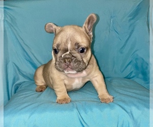 French Bulldog Puppy for sale in ATLANTA, GA, USA