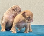 Small #3 English Bulldog