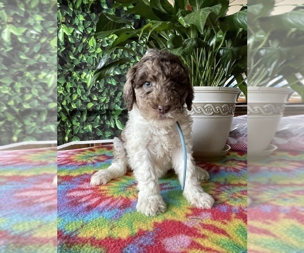 Medium Photo #1 Poodle (Standard) Puppy For Sale in LANCASTER, PA, USA