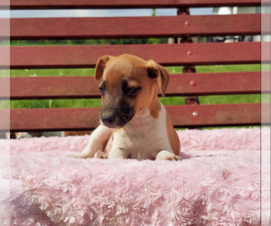 Jack Russell Terrier Puppy for sale in FRYTOWN, IA, USA