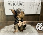 Small #3 Yorkshire Terrier