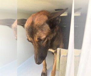Mutt Dogs for adoption in Houston, TX, USA