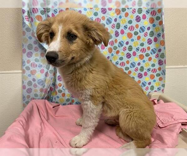 Medium Photo #1 Border Collie Puppy For Sale in Modesto, CA, USA