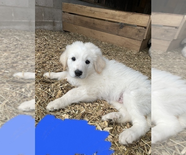 Medium Photo #4 Great Pyrenees Puppy For Sale in JAMESTOWN, TN, USA