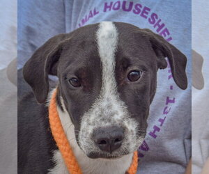 American Staffordshire Terrier-Unknown Mix Dogs for adoption in Huntley, IL, USA