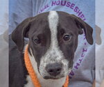 Drake - Male American Staffordshire Terrier-Unknown Mix Dog for Adoption - Small photo