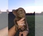 Small #12 Aussiedor