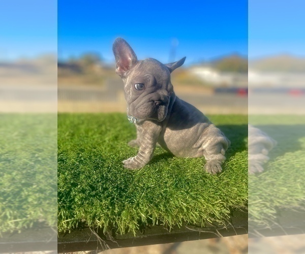 Medium Photo #7 French Bulldog Puppy For Sale in POMONA, CA, USA