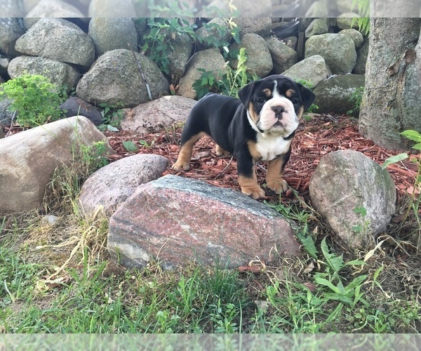 Medium Photo #5 Olde English Bulldogge Puppy For Sale in LAKE NEPESSING, MI, USA