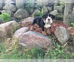 Small Photo #5 Olde English Bulldogge Puppy For Sale in LAKE NEPESSING, MI, USA
