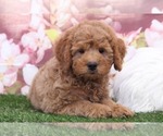 Small Photo #2 Zuchon Puppy For Sale in MARIETTA, GA, USA