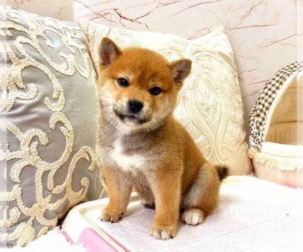 Medium Photo #4 Shiba Inu Puppy For Sale in DALLAS, TX, USA