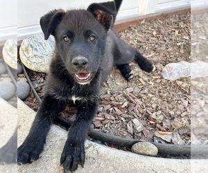Labrador Retriever-Unknown Mix Dogs for adoption in San Juan Capistrano, CA, USA