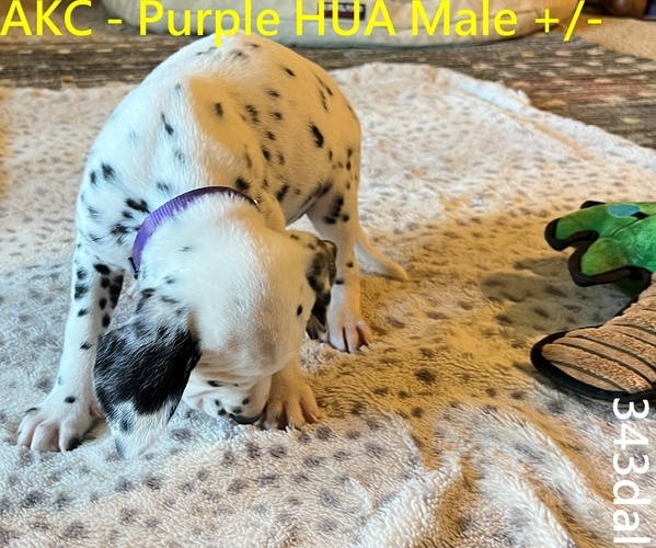 Medium Photo #4 Dalmatian Puppy For Sale in VINEMONT, AL, USA
