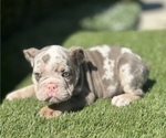 Small Photo #2 English Bulldog Puppy For Sale in PORTOLA VALLEY, CA, USA