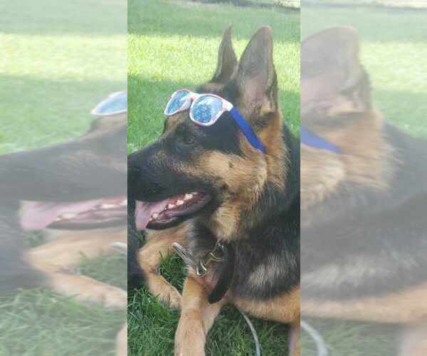 Medium Photo #13 German Shepherd Dog Puppy For Sale in LA FAYETTE, NY, USA