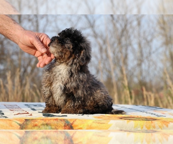Medium Photo #23 ShihPoo Puppy For Sale in DYERSBURG, TN, USA