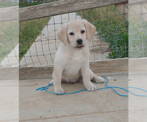 Labrador Retriever Puppy for sale in CALIENTE, CA, USA