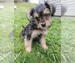 Small Photo #2 Morkie-Poodle (Toy) Mix Puppy For Sale in GREENSBORO, PA, USA