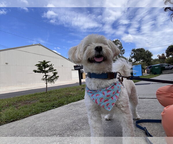 Medium Photo #4 Maltichon Puppy For Sale in Sanford, FL, USA