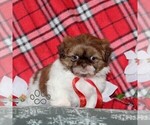 Small #2 Shih Tzu