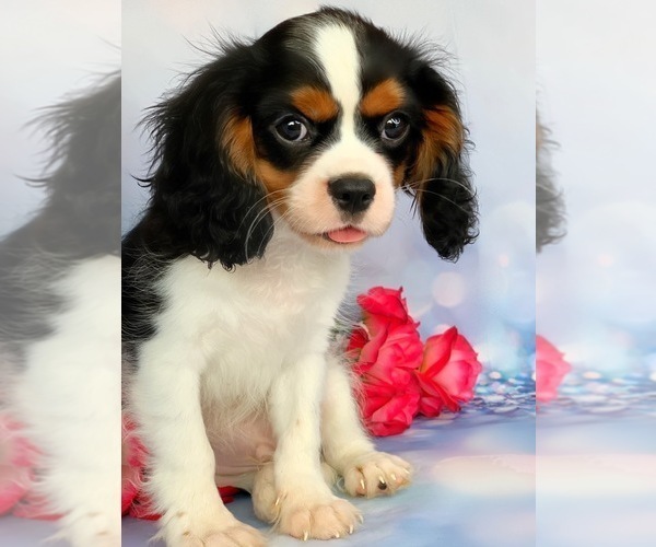 Medium Photo #4 Cavalier King Charles Spaniel Puppy For Sale in MIAMI, FL, USA