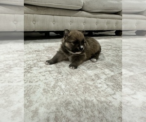 Medium Pomeranian