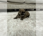 Puppy Puppy 2 Pomeranian