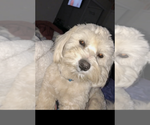 Small Photo #1 Lhasa Apso-Maltipoo Mix Puppy For Sale in HIGHLAND, CA, USA