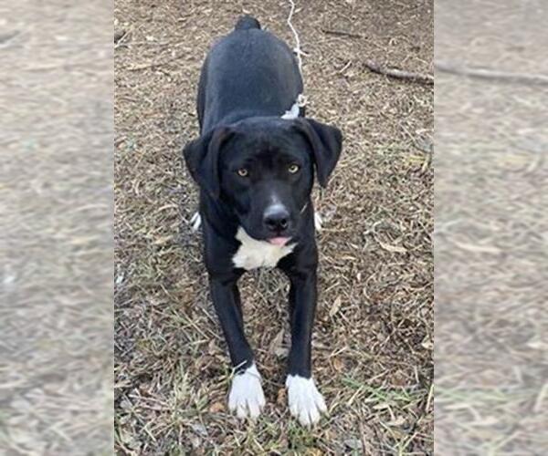 Medium Photo #1 Boxer-Unknown Mix Puppy For Sale in San Antonio, TX, USA