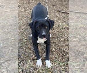 Boxer-Unknown Mix Dogs for adoption in San Antonio, TX, USA