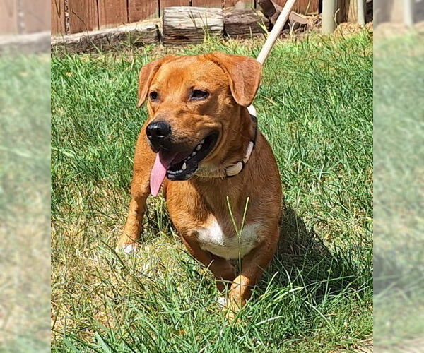 Medium Photo #4 Dachshund-Unknown Mix Puppy For Sale in Wetumpka, AL, USA