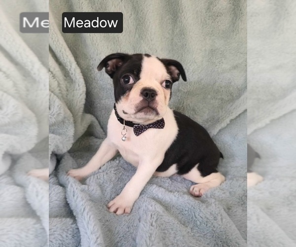 Medium Photo #3 Boston Terrier Puppy For Sale in MINERAL WELLS, WV, USA