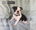 Small #2 Boston Terrier