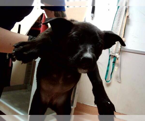 Medium Photo #1 American Pit Bull Terrier Puppy For Sale in Martinez, CA, USA