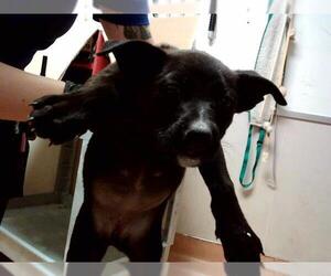 American Pit Bull Terrier Dogs for adoption in Martinez, CA, USA