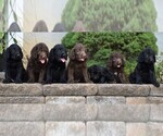 Small Photo #2 Labradoodle Puppy For Sale in MILLERSTOWN, PA, USA