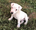 Small Photo #1 Jack Russell Terrier Puppy For Sale in KALONA, IA, USA